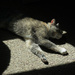 Sun Spot by pej76