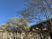 2nd Apr 2025 - Dogwood Variations