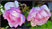 2nd Apr 2025 - Two Beautiful Roses ~