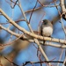 Junco by ljmanning