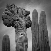 31st Mar 2025 - Crested Saguaro