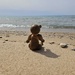 Mr Bear at the beach by edorreandresen