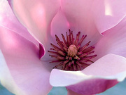 31st Mar 2025 - Blooming Flower