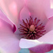 Blooming Flower