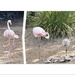 Pink Flamingo
