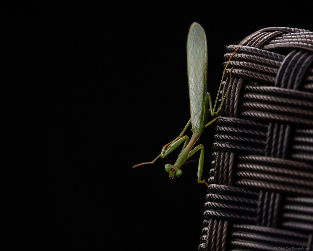 Balancing Act by nickspicsnz