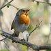 ANOTHER BIRD IN A BUSH by markp