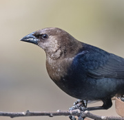 1st Apr 2025 - Brown-headed Cowbird