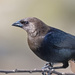 Brown-headed Cowbird by mccarth1