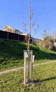 2nd Apr 2025 - Street tree