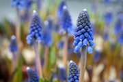 2nd Apr 2025 - Garden grape-hyacinth