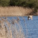Bittern
