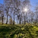 Daffs by pattyblue