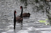 3rd Apr 2025 - Another Pair Of Swans ~