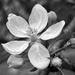 Blossom