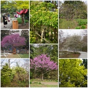 3rd Apr 2025 - Trees & Me