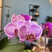 Second time blooming