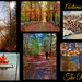 Autumnal Mood Collage by olivetreeann
