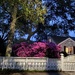 Spring in vintage suburbia 