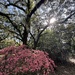 The azaleas have been so beautiful this year.