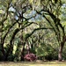 Live oak arch  by congaree
