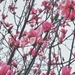 Branches by monikozi