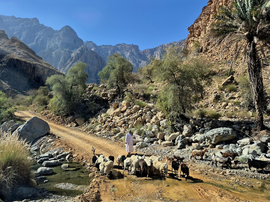 Shepherding goats by clearday