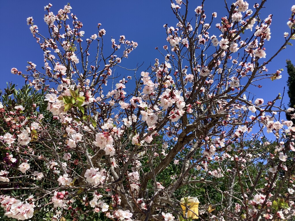 Spring has sprung!  by chimfa