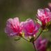Pink Azalea by k9photo