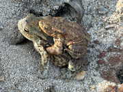 3rd Apr 2025 - Mating Toads