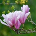 A closer View by carole_sandford
