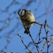 Nesting 