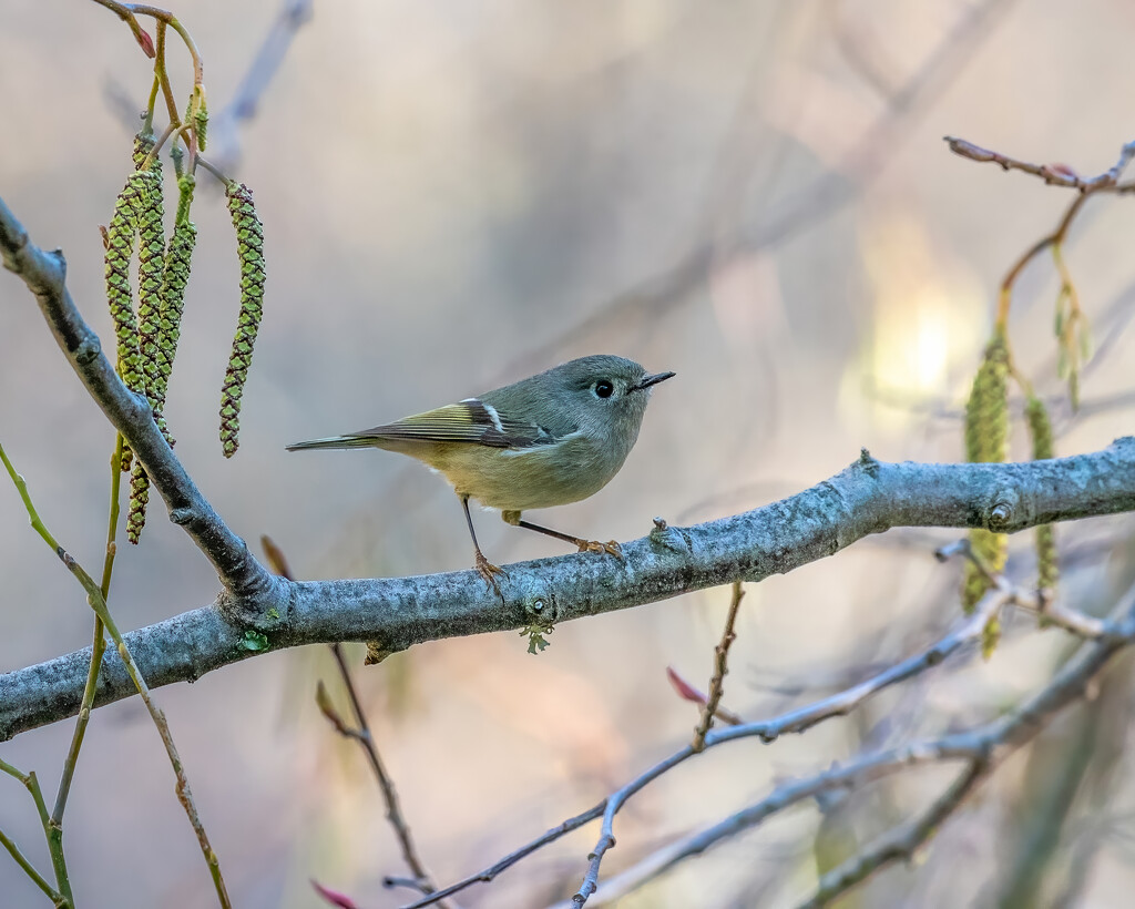 Ruby crowned kinglet by nicoleweg