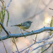Ruby crowned kinglet