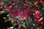 31st Mar 2025 - Chaenomeles japonica