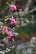 30th Mar 2025 - Bumblebee