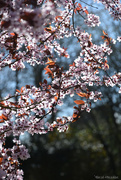29th Mar 2025 - Spring colors