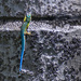 Blue by cocokinetic