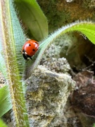 3rd Apr 2025 - Ladybird 