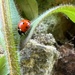 Ladybird  by gaillambert