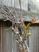 4th Apr 2025 - Rebirth