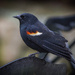 Rainy Day Red-Winged Blackbird by berelaxed