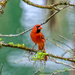 Mr. Cardinal by danette