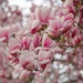 Magnolias by lynnz
