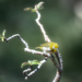 Japanese White Eye  by jgpittenger