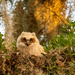 The Great Horned Owl Baby, Again! by rickster549