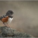 Spotted Towhee by pixelchix