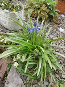 30th Mar 2025 - First Bluebells....