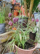 31st Mar 2025 - Snake Head Fritillaries.....