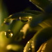 Drops by dragey74